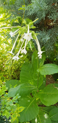 Dufttabak/Waldtabak (Nicotiana sylvestris) - Duft-Highlight in sommerlichen Abendstunden
