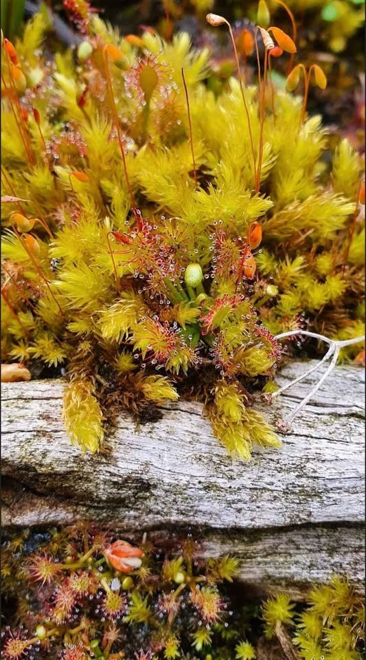 Mittlerer Sonnentau (Drosera intermedia) - Der einheimische und robuste "Fleischfresser"
