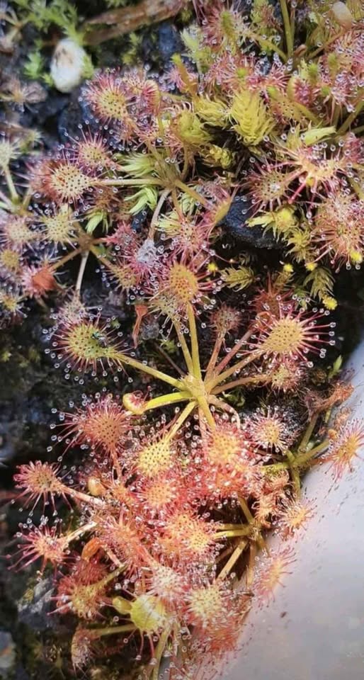Mittlerer Sonnentau (Drosera intermedia) - Der einheimische und robuste "Fleischfresser"