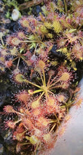 Mittlerer Sonnentau (Drosera intermedia) - Der einheimische und robuste "Fleischfresser"