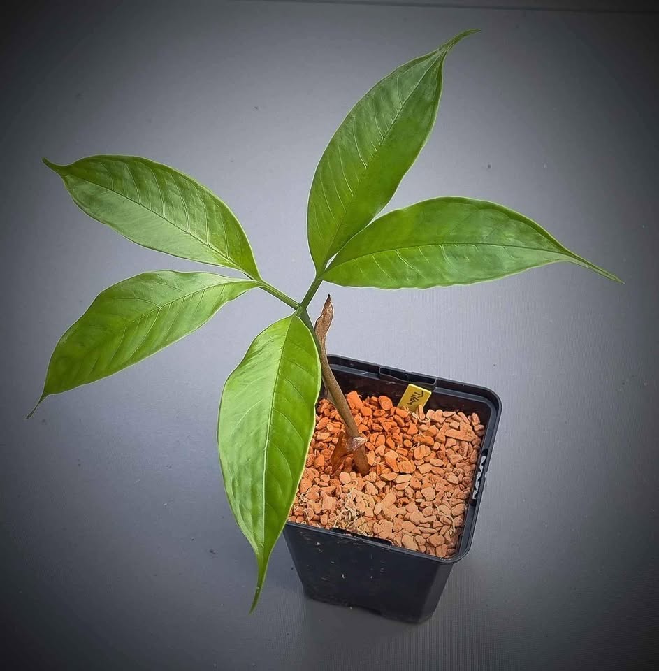 Titanwurz (Amorphophallus titanum)