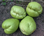 Chayote (Sechium Edule) - Kräftige Pflanzen
