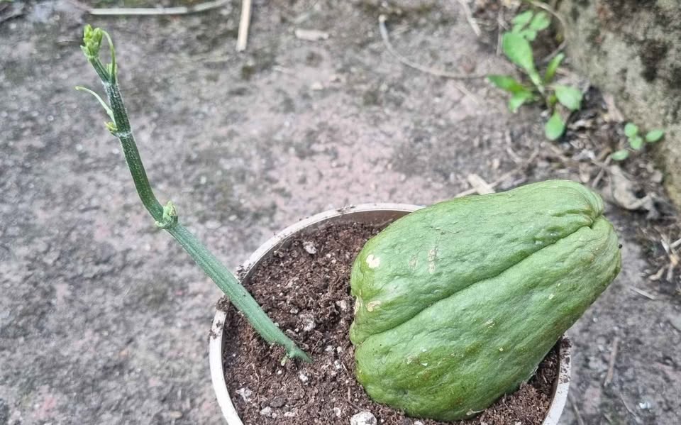 Chayote (Sechium Edule) - Kräftige Pflanzen