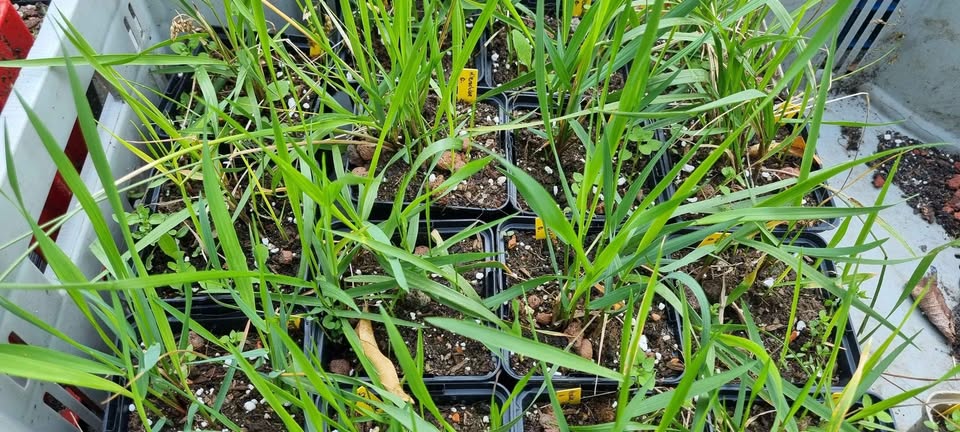 Bisongras/Duftendes Mariengras (Hierochloe odorata)