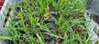 Bisongras/Duftendes Mariengras (Hierochloe odorata)