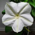 Mondblume (Ipomoea alba) - Ein duftendes Schauspiel in Rekordzeit