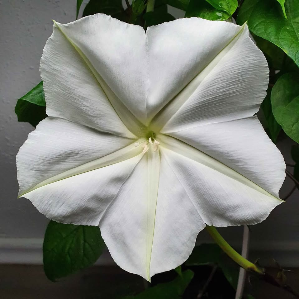Mondblume (Ipomoea alba) - Ein duftendes Schauspiel in Rekordzeit