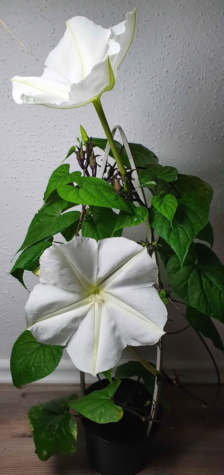 Mondblume (Ipomoea alba) - Ein duftendes Schauspiel in Rekordzeit