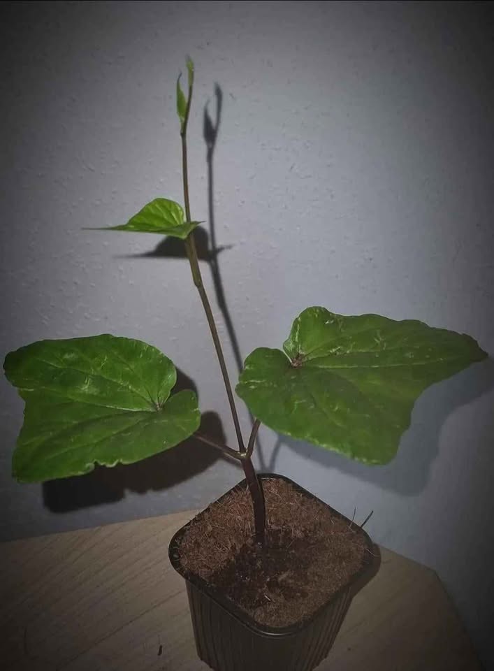 mondblume ipomoea alba calyniction