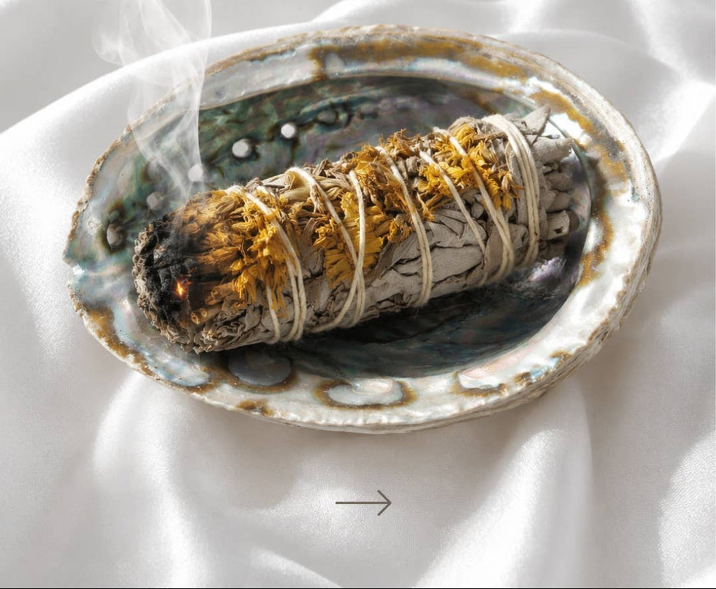 abalone muschel schale