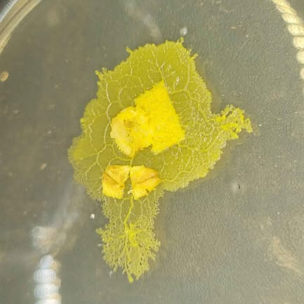 Bob, der Blob (Physarum polycephalum)