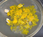 Bob, der Blob (Physarum polycephalum)