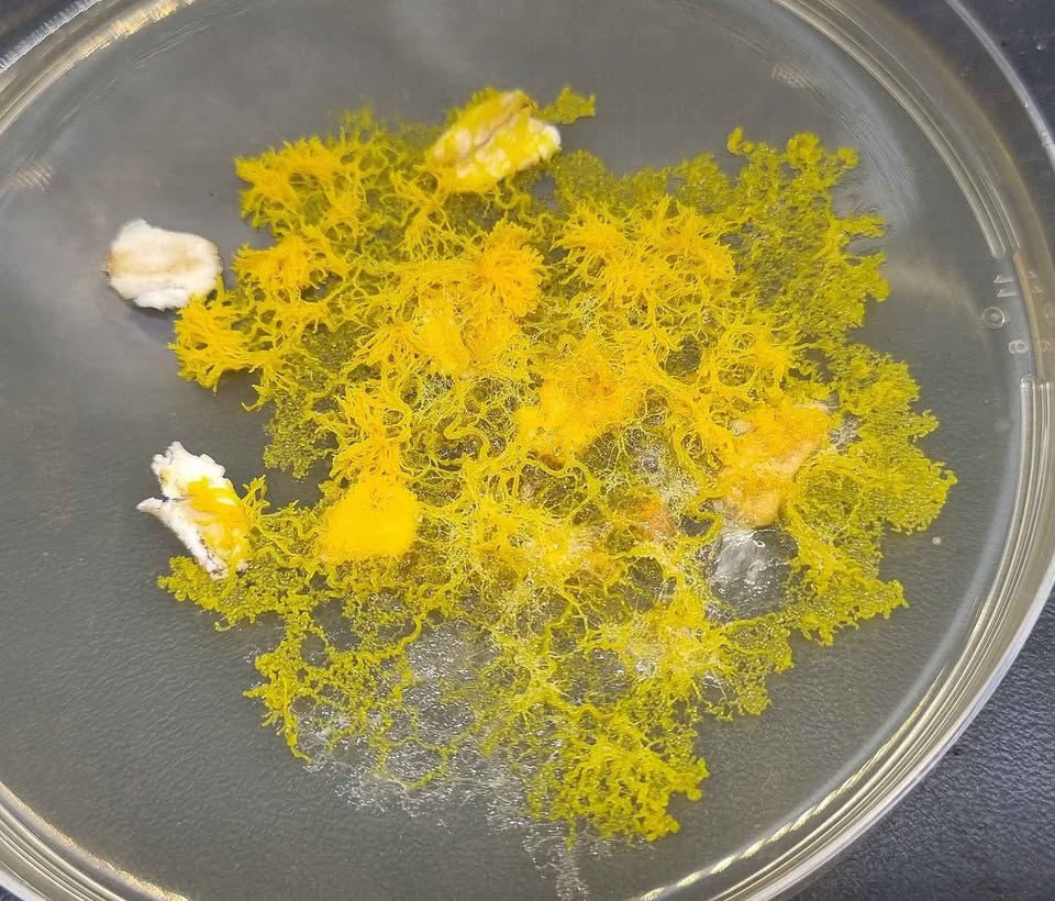 Bob, der Blob (Physarum polycephalum)
