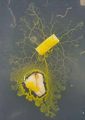 Bob, der Blob (Physarum polycephalum)