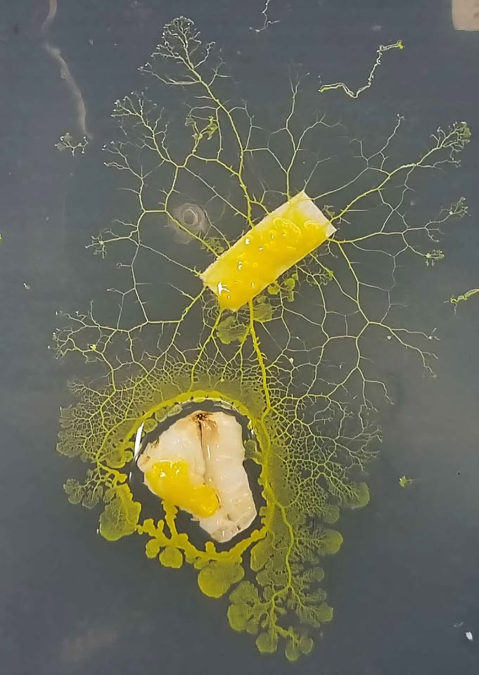 Bob, der Blob (Physarum polycephalum)
