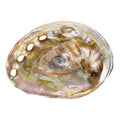 abalone muschel räuchern schale räucherwerk natur