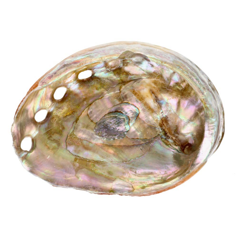 abalone muschel räuchern schale räucherwerk natur