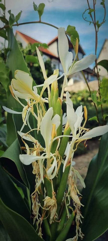 hedychium coronarium schmetterlingsingwer