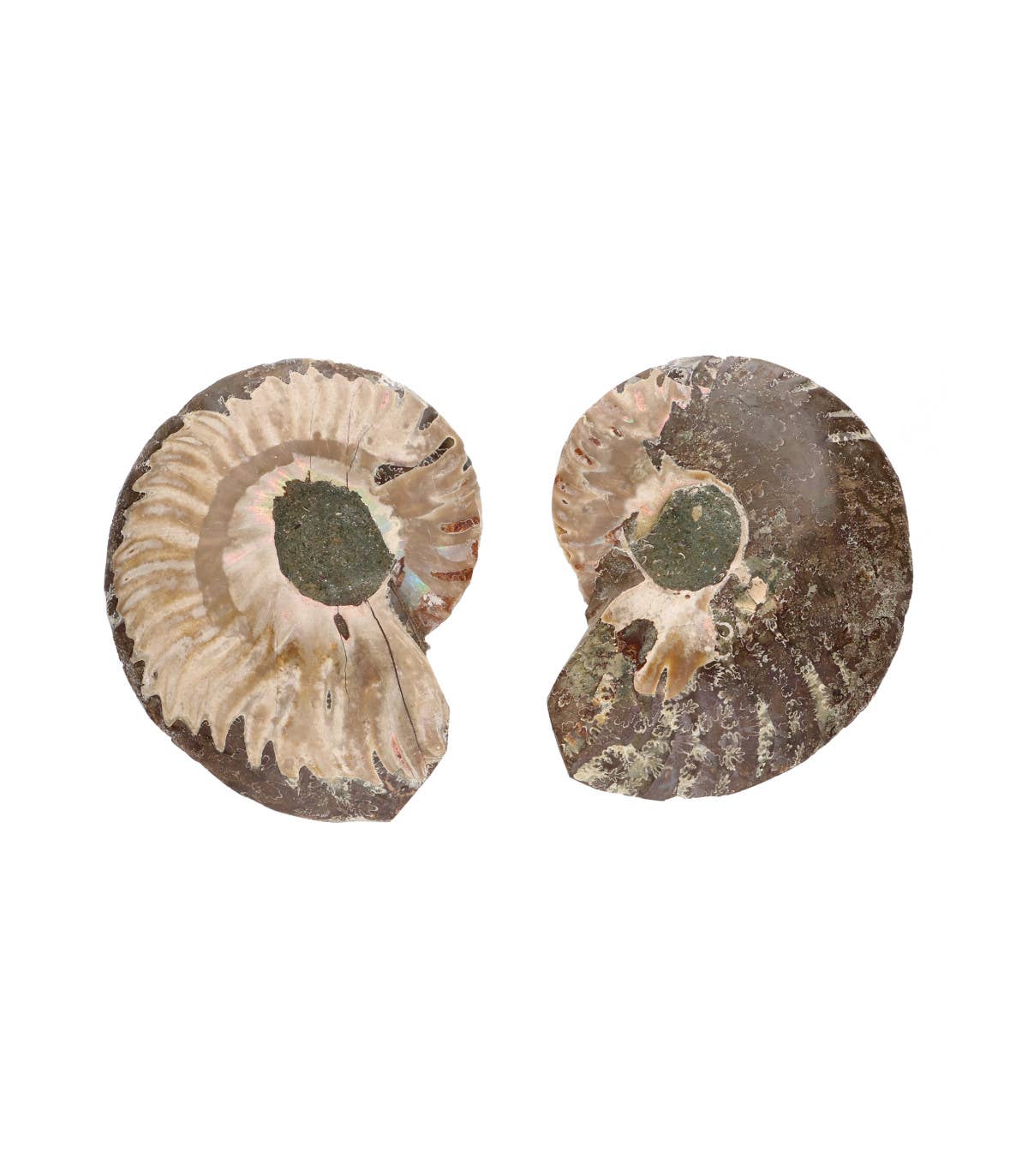 Ammoniten-Paar aus Madagaskar - 6 cm - Ein Stück Urzeit für deine Sammlung