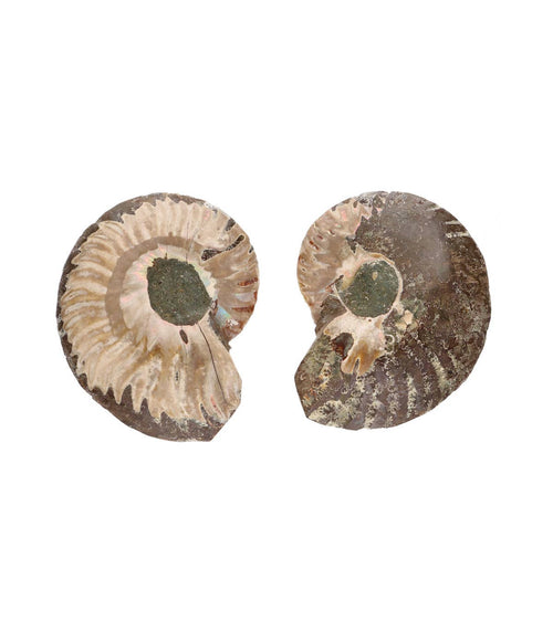 Ammoniten-Paar aus Madagaskar - 6 cm - Ein Stück Urzeit für deine Sammlung