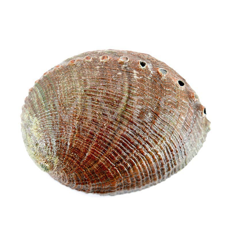 abalone muschel schale