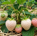 Ananas-Erdbeere