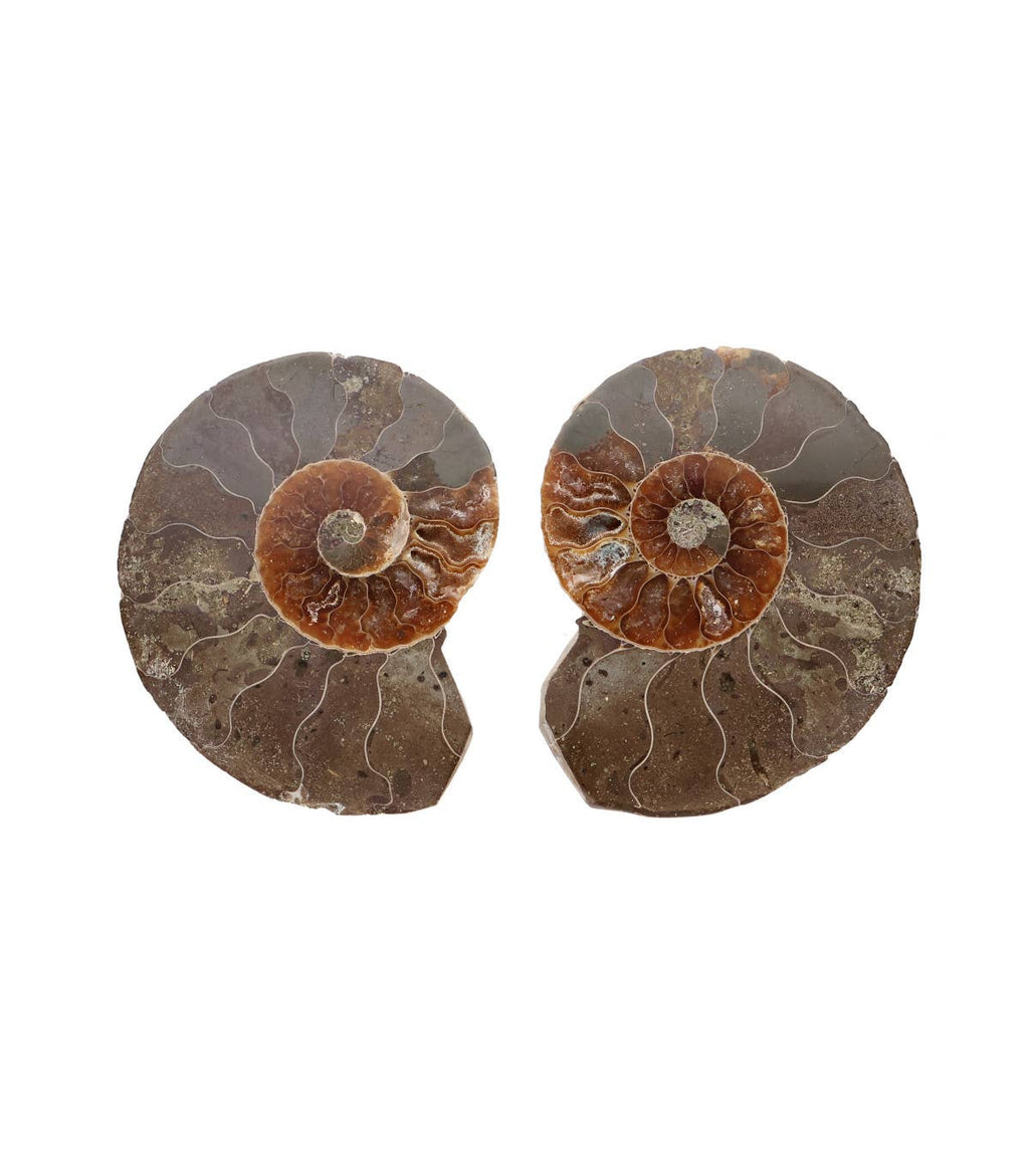 ammoniten paar fossilien