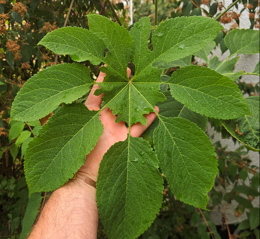 milde strahlen-aralie brassaiopsis mitis
