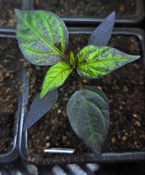 Chili Trifetti variegata