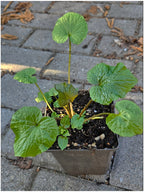 Wasabi Japanischer Meerrettich Eutrema japonicum