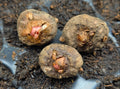 amorphophallus konjac knollen