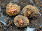 amorphophallus konjac knollen