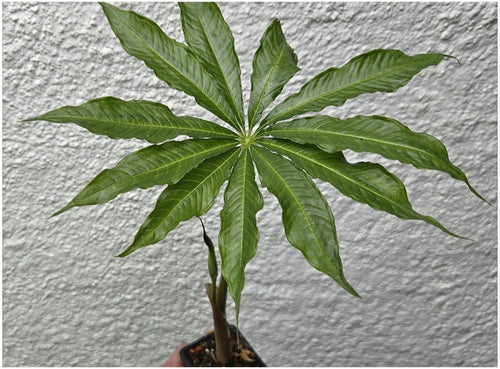 arisaema concinnum kobralilie feuerkolben