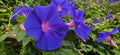 purpur-prunkwinde prunkwinde trichterwinde ipomoea purpurea