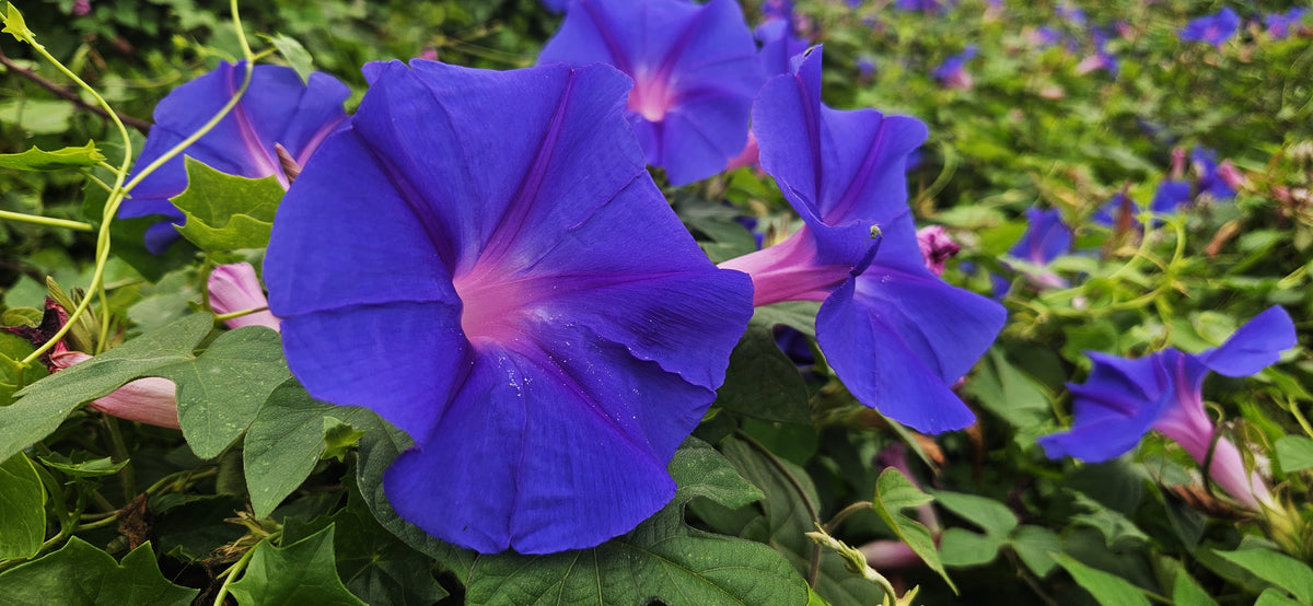 purpur-prunkwinde prunkwinde trichterwinde ipomoea purpurea