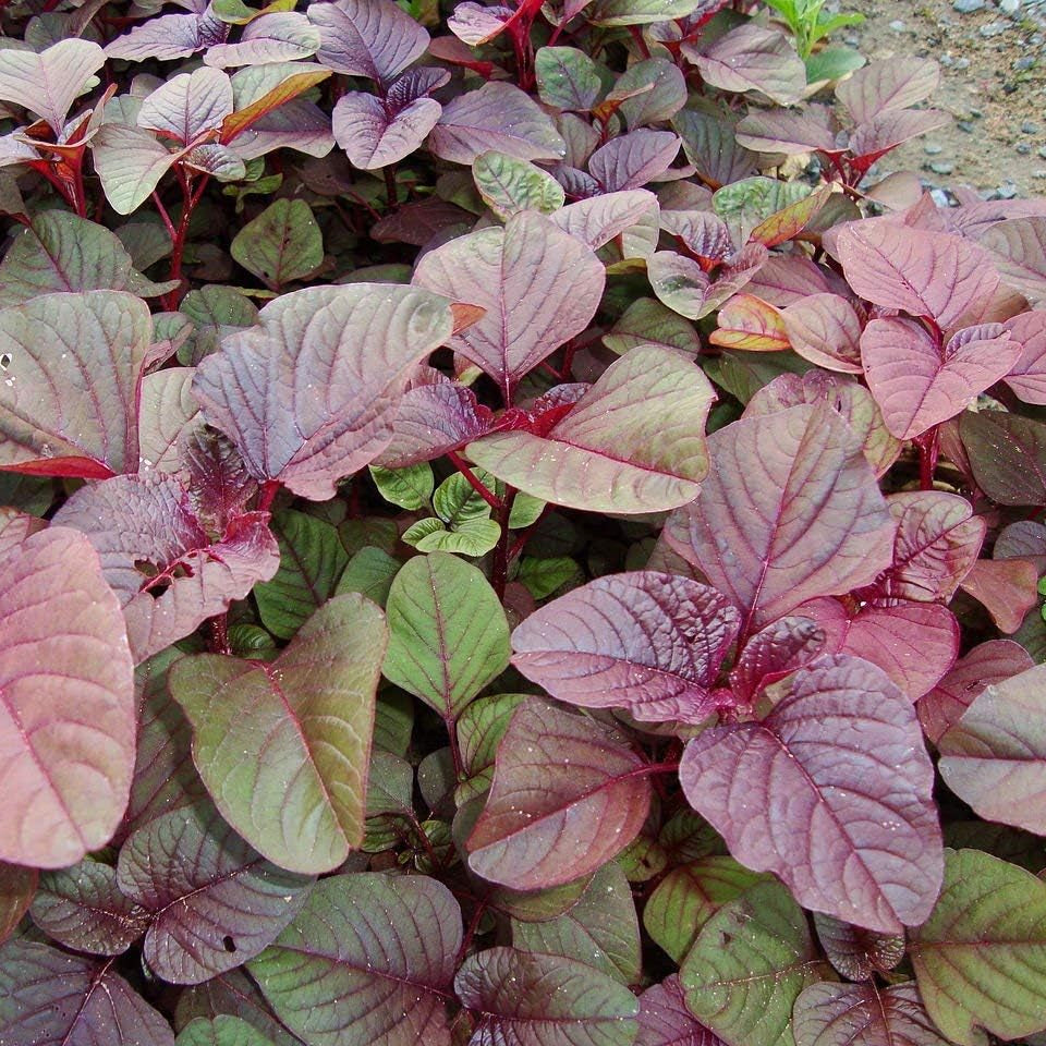 roter amaranth amaranthus blitum aufsteigender fuchsschwanz meier