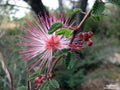 calliandra eriophylla puderquastenstrauch