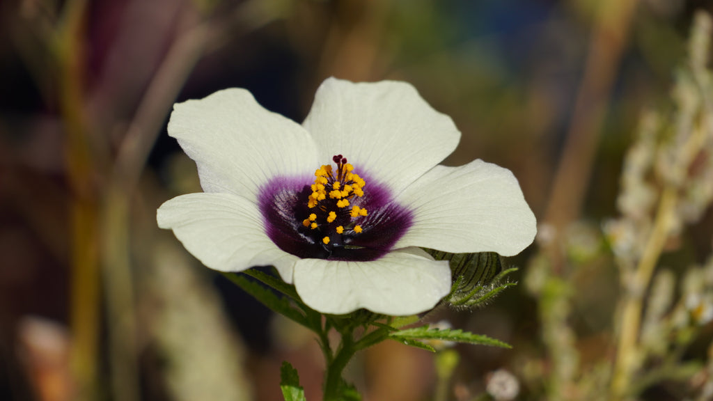 Chanvre de Roselle / Kénaf (Hibiscus cannabinus) - Le géant végétal éco-rapide à l'ambiance tropicale