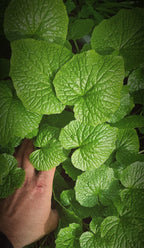 Wasabi, Japanischer Meerrettich (Eutrema japonicum)