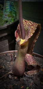 voodoo-lilie eidechsenwurz typhonium venosum sauromatum