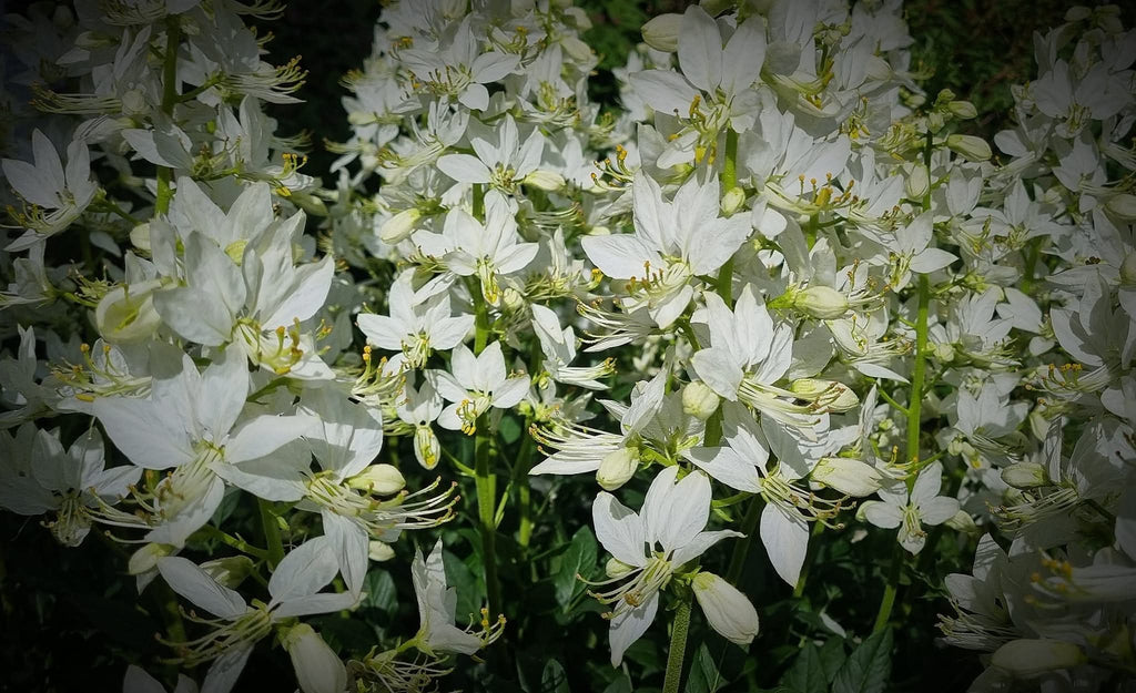 weißer diphtam brennender busch dictamnus albus albiflorus