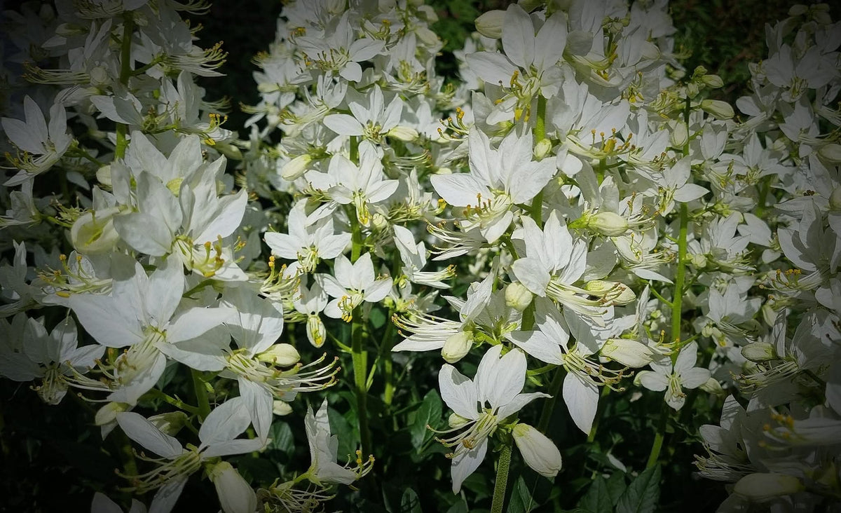 weißer diphtam brennender busch dictamnus albus albiflorus