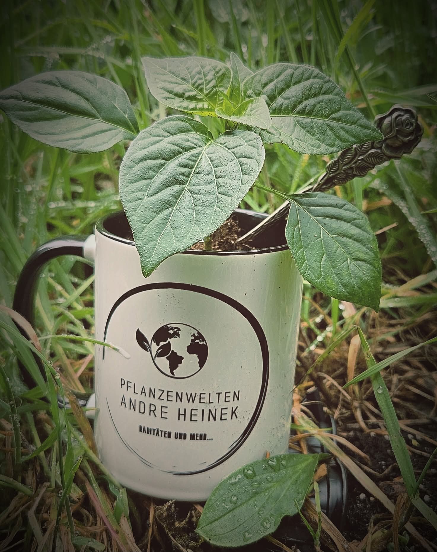 tasse garten pflanzenj selbstversorger