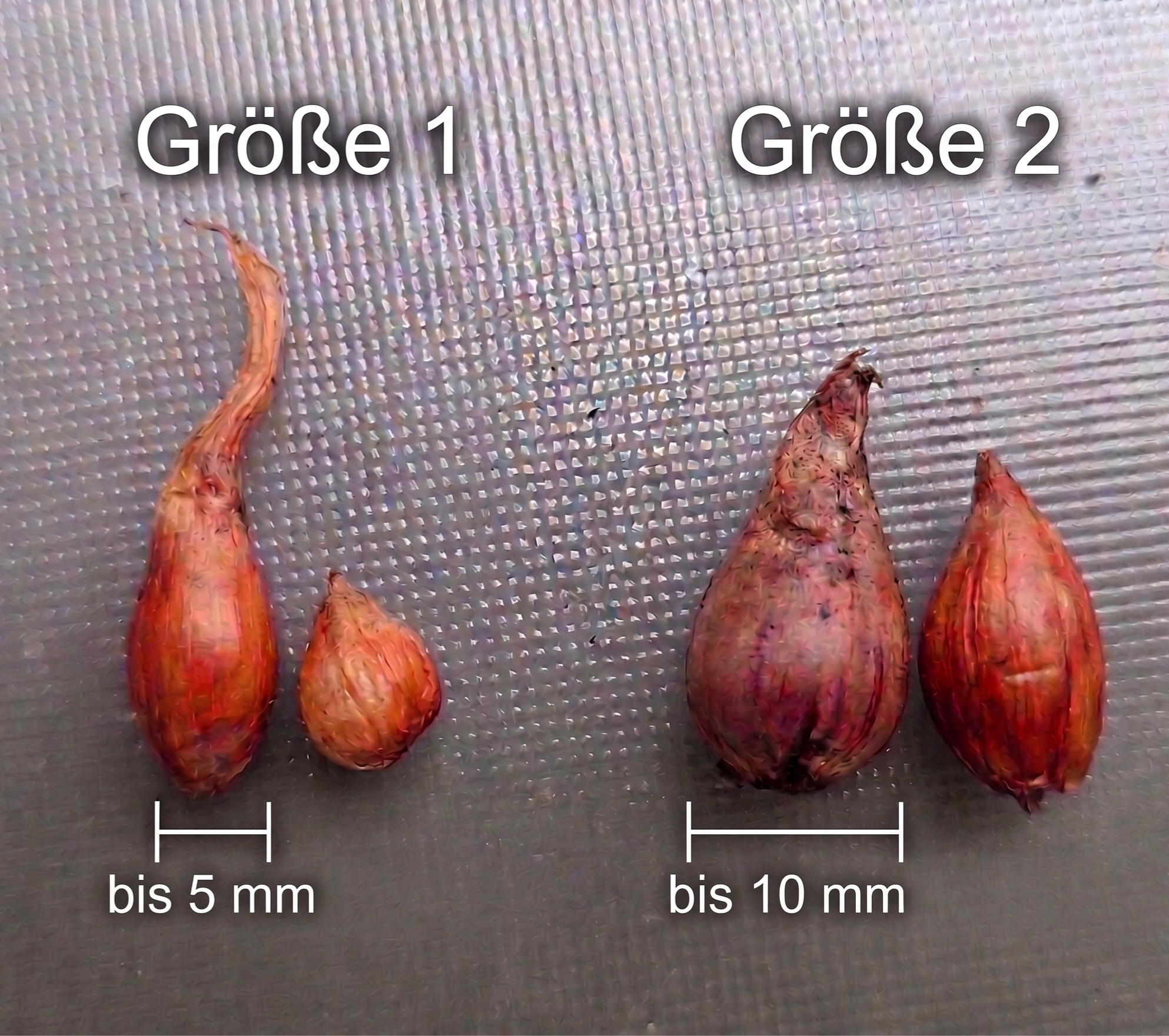 Palmblatt-Klee (Oxalis palmifrons) - Exotischer Winterwachser für Raritätenjäger
