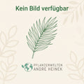 Typhonium gaoligongensis - Knollen