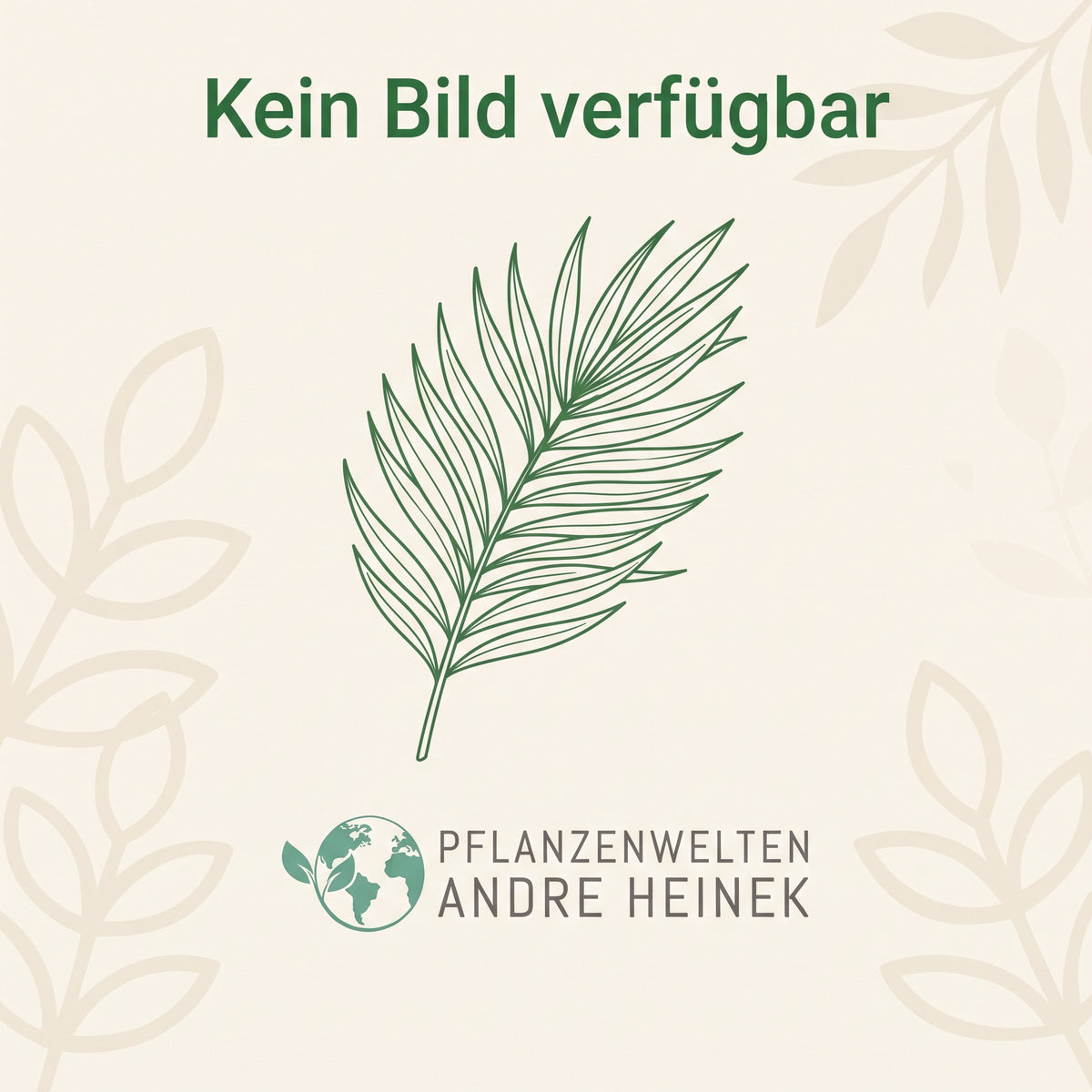 Typhonium gaoligongensis - Knollen