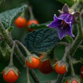 jaltomate jaltomata bernardelloana