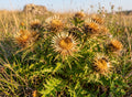 Golddistel/ Kleine Eberwurz (Carlina vulgaris) - Samen