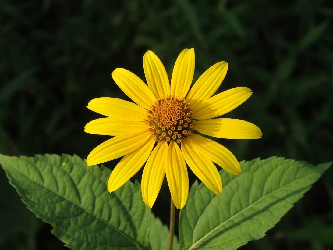 Sonnenwurzel Helianthi Helianthus strumosus Blüte
