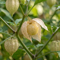 physalis angulata sternkirsche camapu